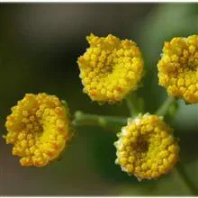 بذرشاه