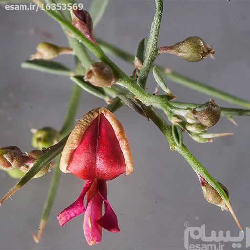 بذرخار شتر