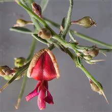 بذرخار