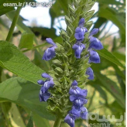 بذرچیا سفید