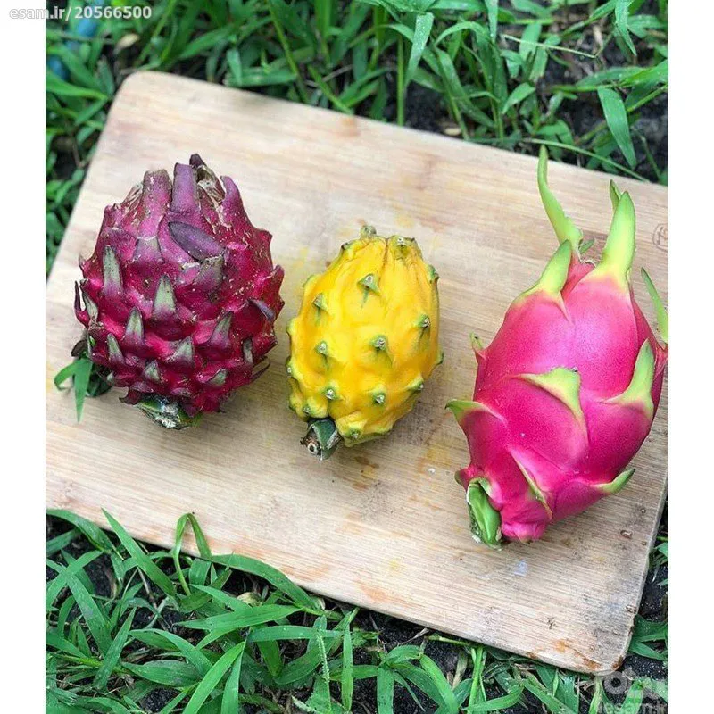 بذر دراگون فروت میکس