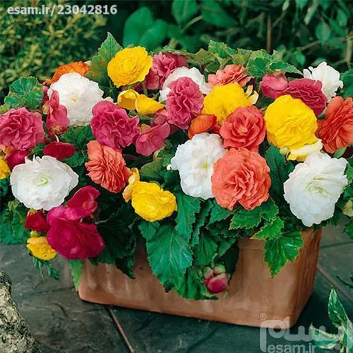 بذر گل بگونیا خوراکی