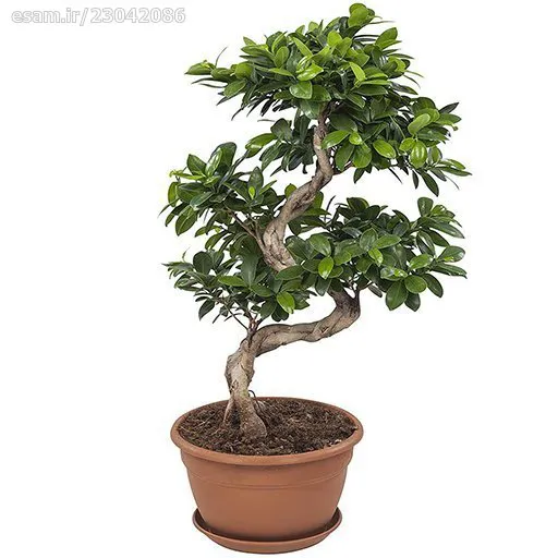 بذر فیکوس بنجامین