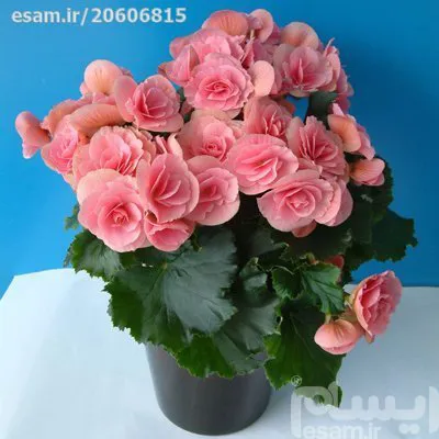 بذر بگونیا موکا رز پیکوتی