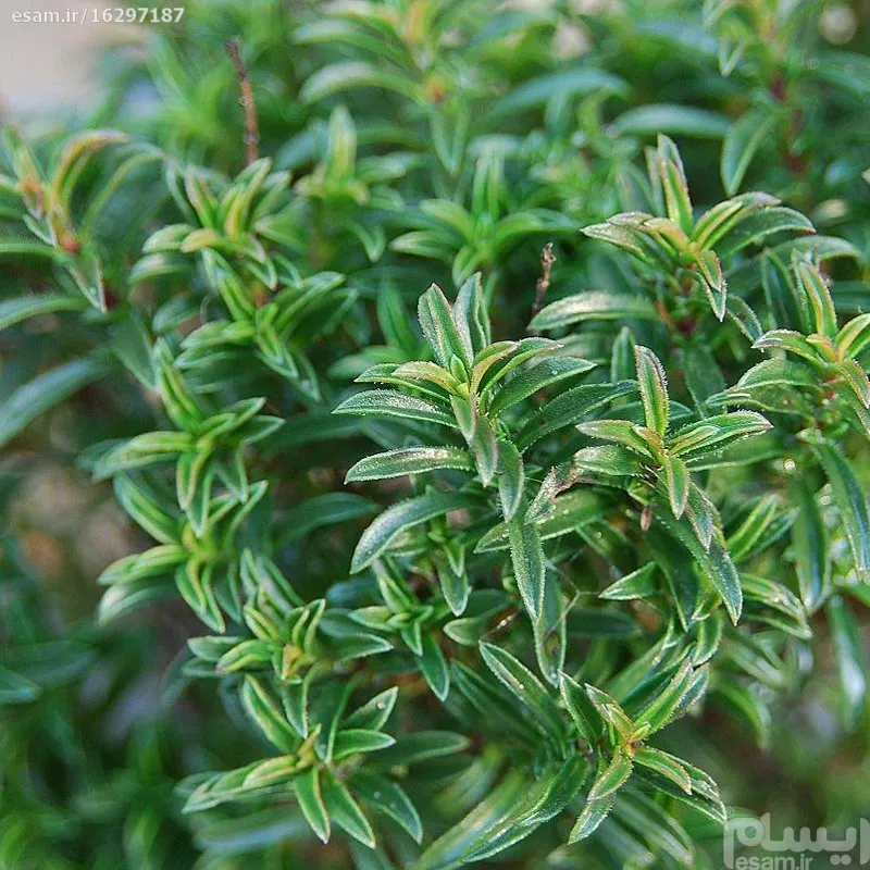 بذر مرزه برگ پهن