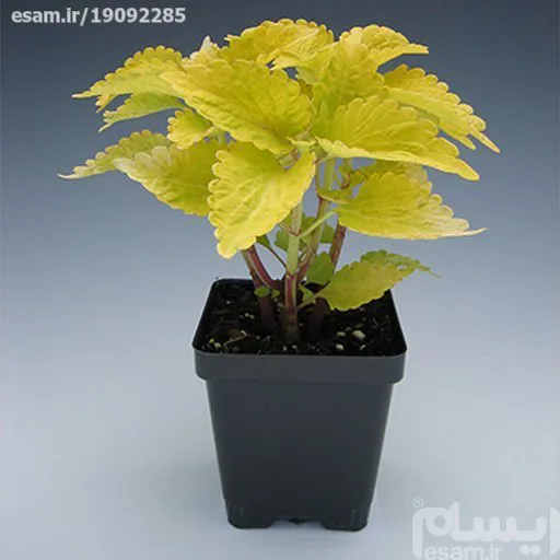 بذر حسن یوسف طلایی 10 عددی