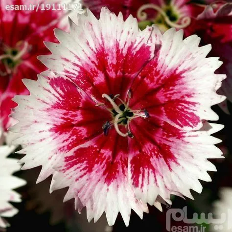 بذر میخک چاینا معطر 40 عددی