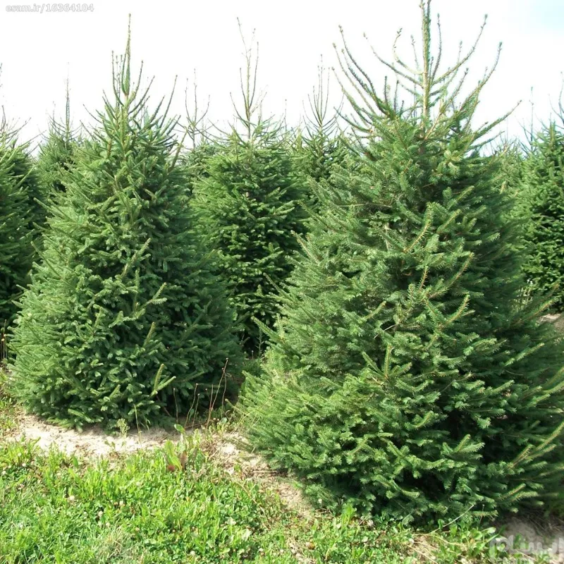 بذرکاج نراد پیکا