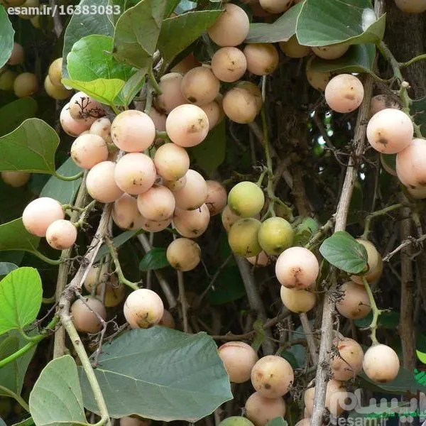 بذرکردیا ( سپستان)