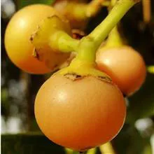 بذرکردیا