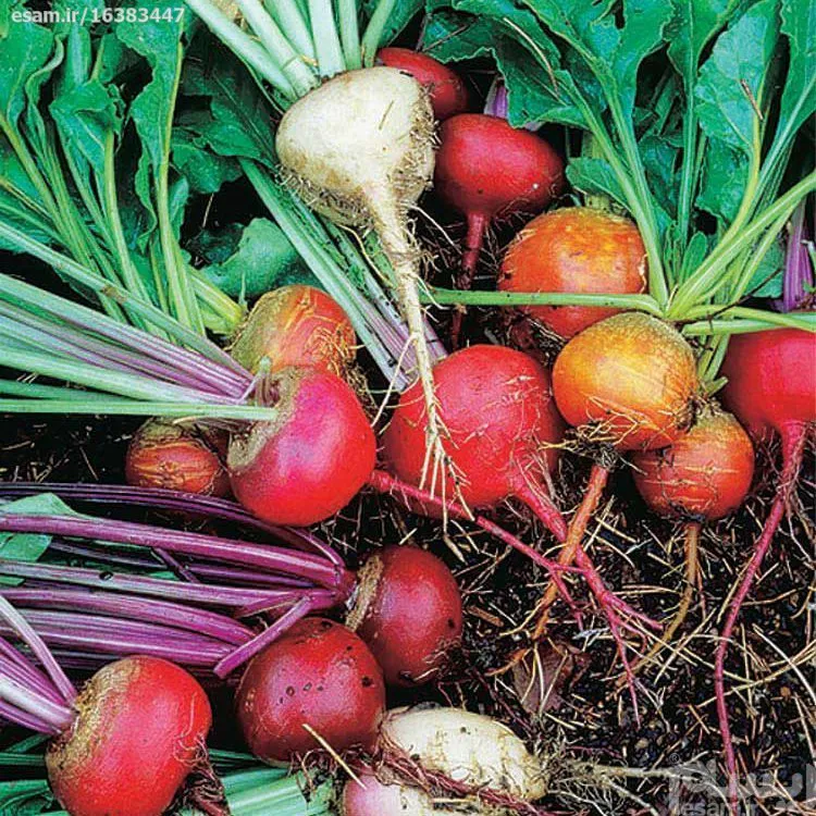 بذرچغندر رنگی