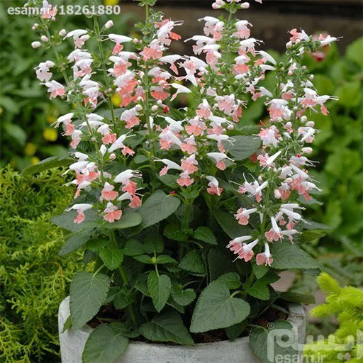 بذر گل سلوی سفید