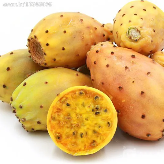 بذرکاکتوس اپونتیا میوه دار زرد