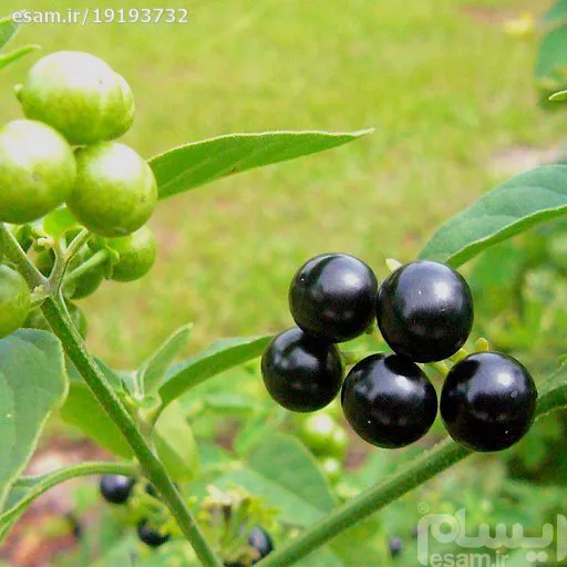 بذر میوه شب بو سیاه 10 عددی