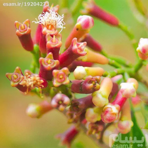 بذر میخک صد پر 5 عددی