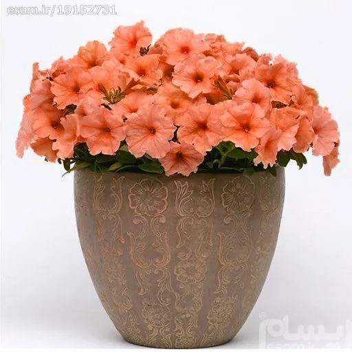 بذر گل اطلسی گلبهی 0.1 گرمی