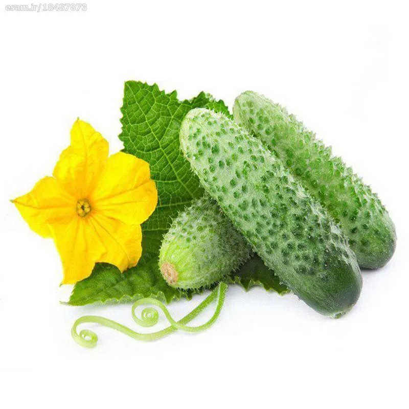 بذر خیار سبز معطر خاردار هیبرید