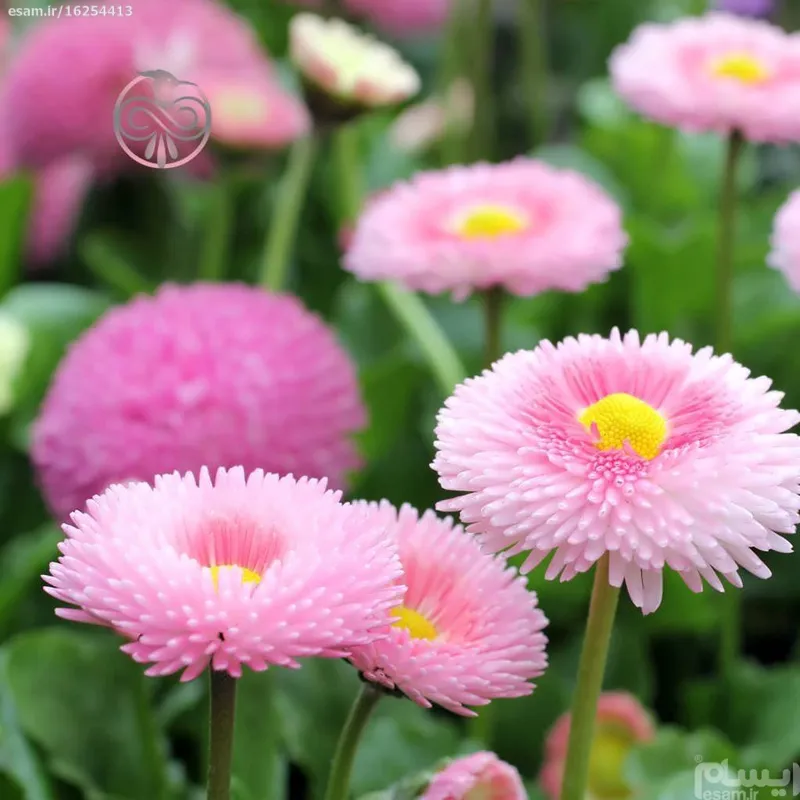 بذرگل مینا دسته گلی الوان