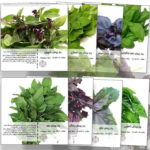 مجموعه بذر ریحان