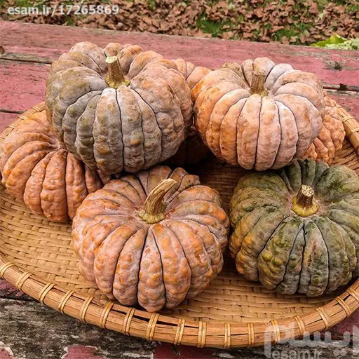 بذر کدو تنبل سنگی
