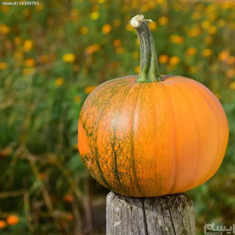 بذر کدو آجیلی