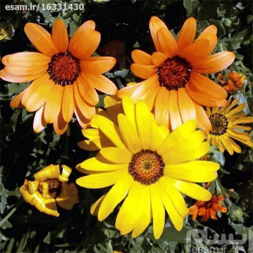 بذرگل آصف السلطنه