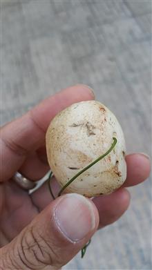 یک