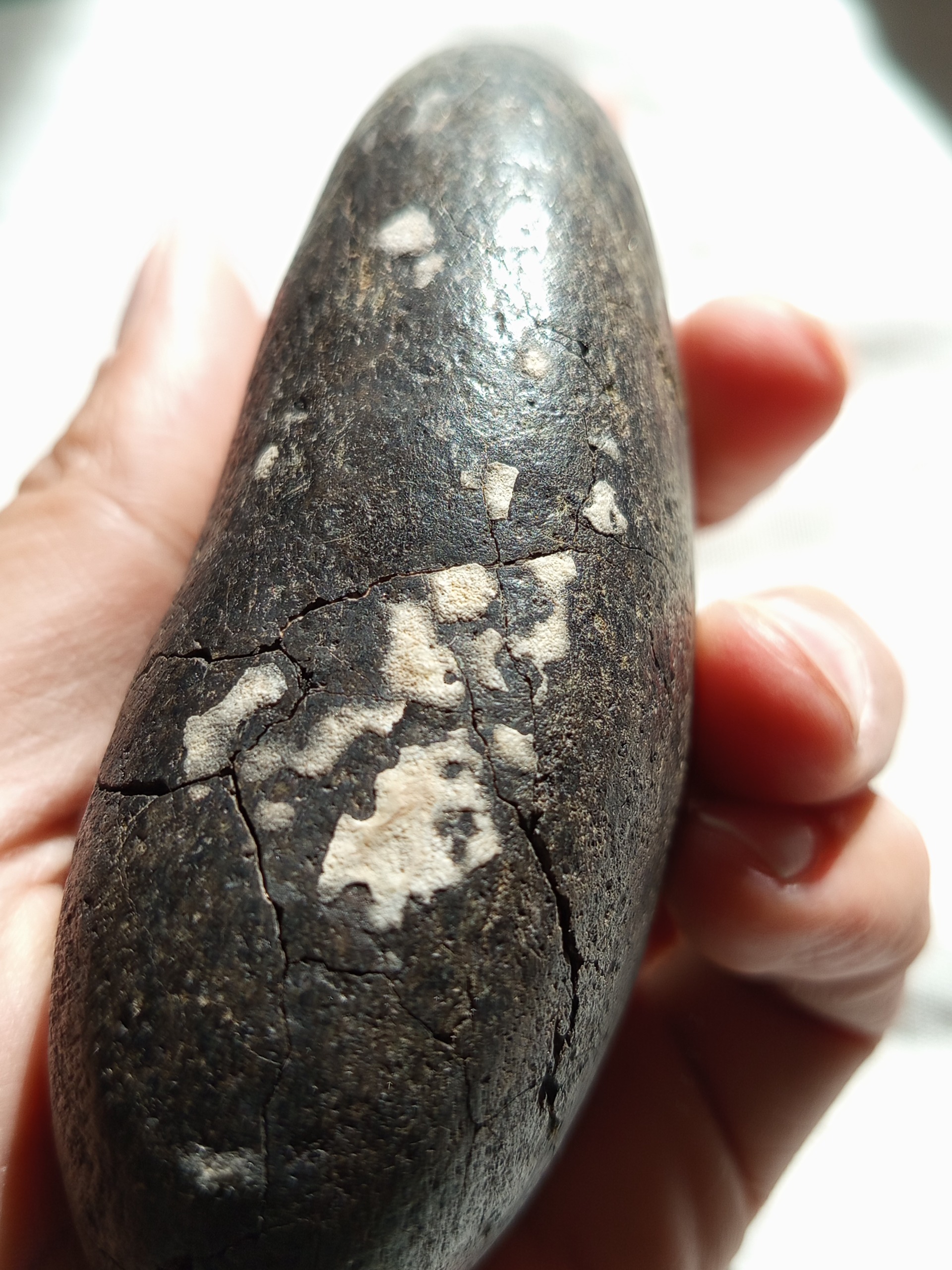 یک قطعه سنگ آهن دار مشکوک به شهابسنگ کندریتی