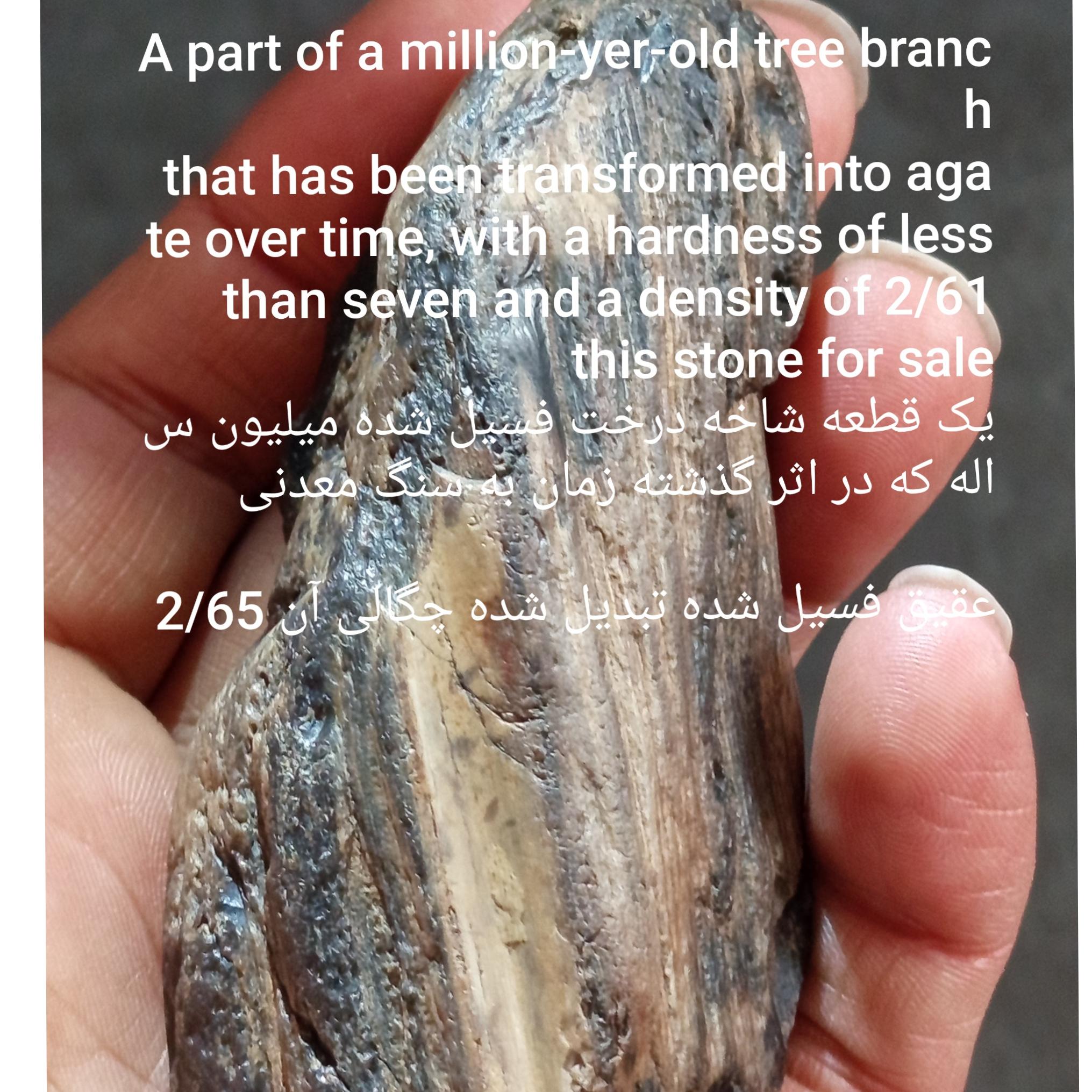 یک قطعه عقیق فسیل شاخه یک درخت میلیون ساله