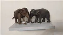 فیگور