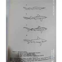 Sharks