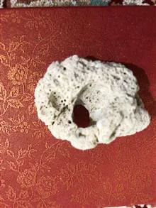 فسیل