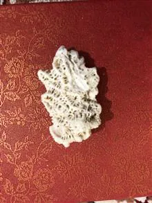فسیل