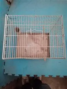 قفس