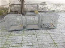 قفس