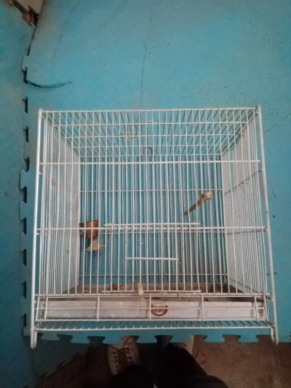 قفس غلامی سهره و قناری،توضیحات حتما خوانده شود