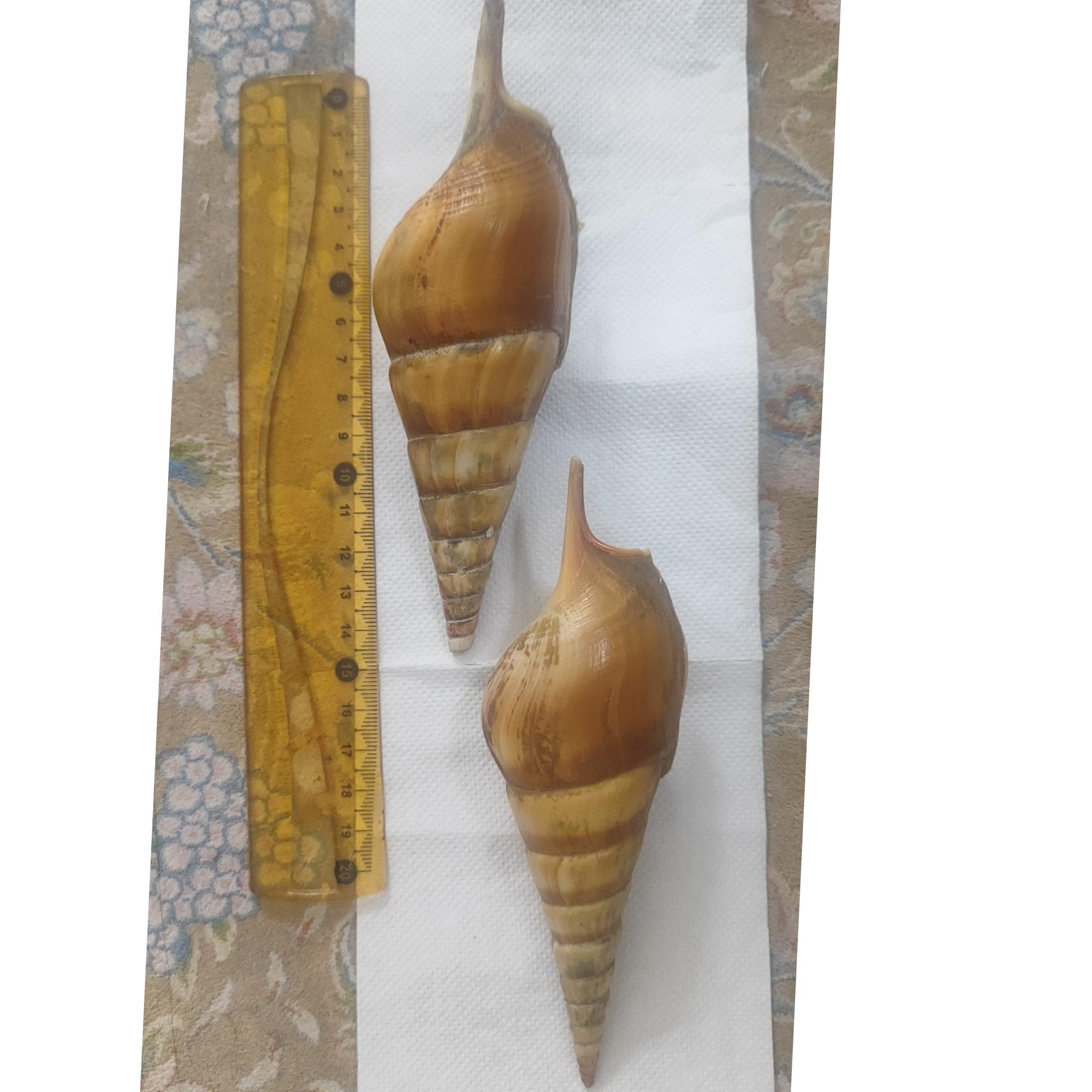 مجموعه صدف های خاص