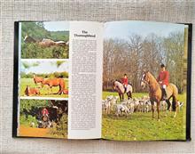 Horses