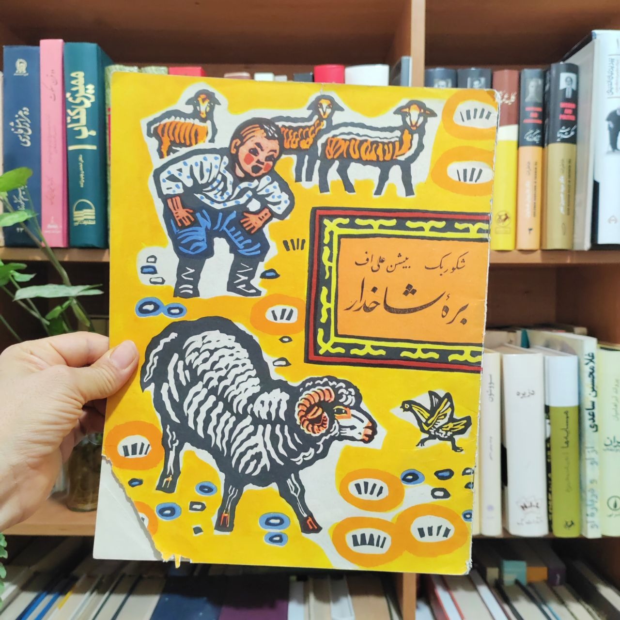 بره شاخدار ، شکور بک بیشن علی اف
