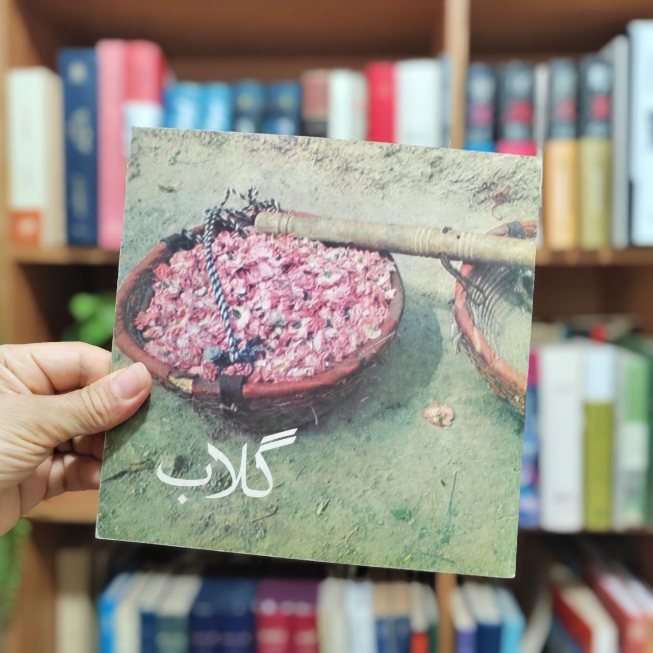 گلاب ، عکس و نوشته از کاوه گلستان
