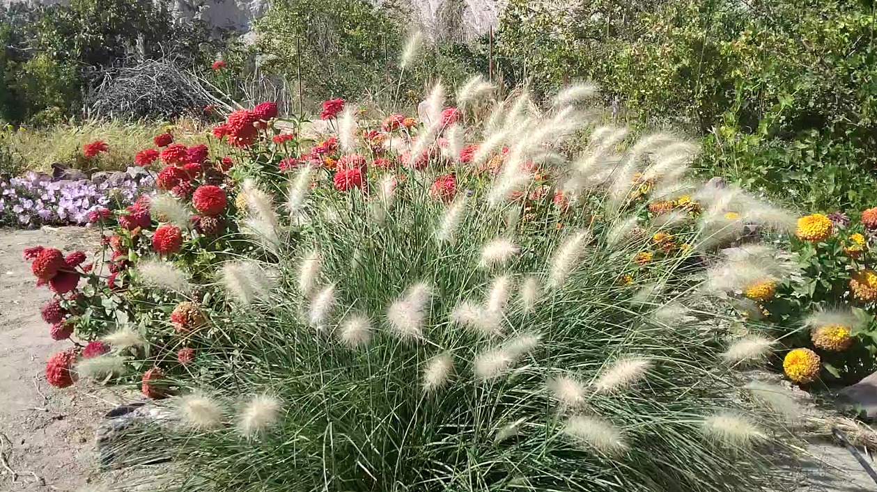  20 عدد بذر گیاه زینتی ریش پری نرم مو