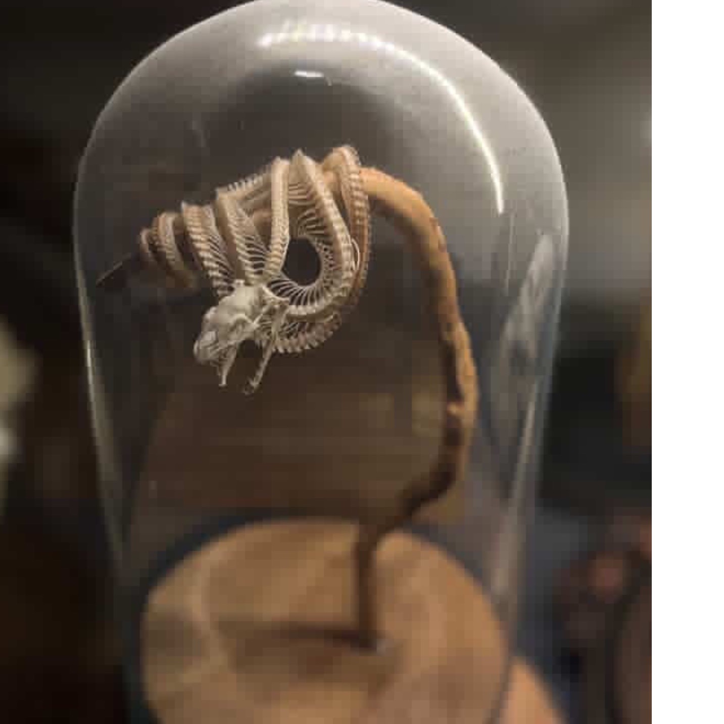 اسکلت پایتون درختی سبز دستساز