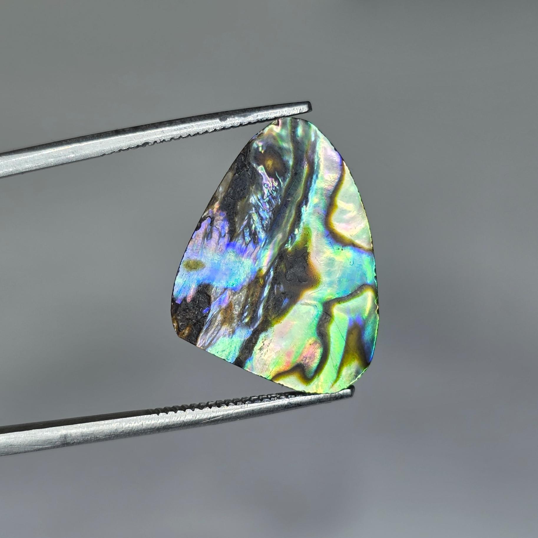 صدف آبالون 7 رنگ استرالیا 100% طبیعی بدون بهسازی