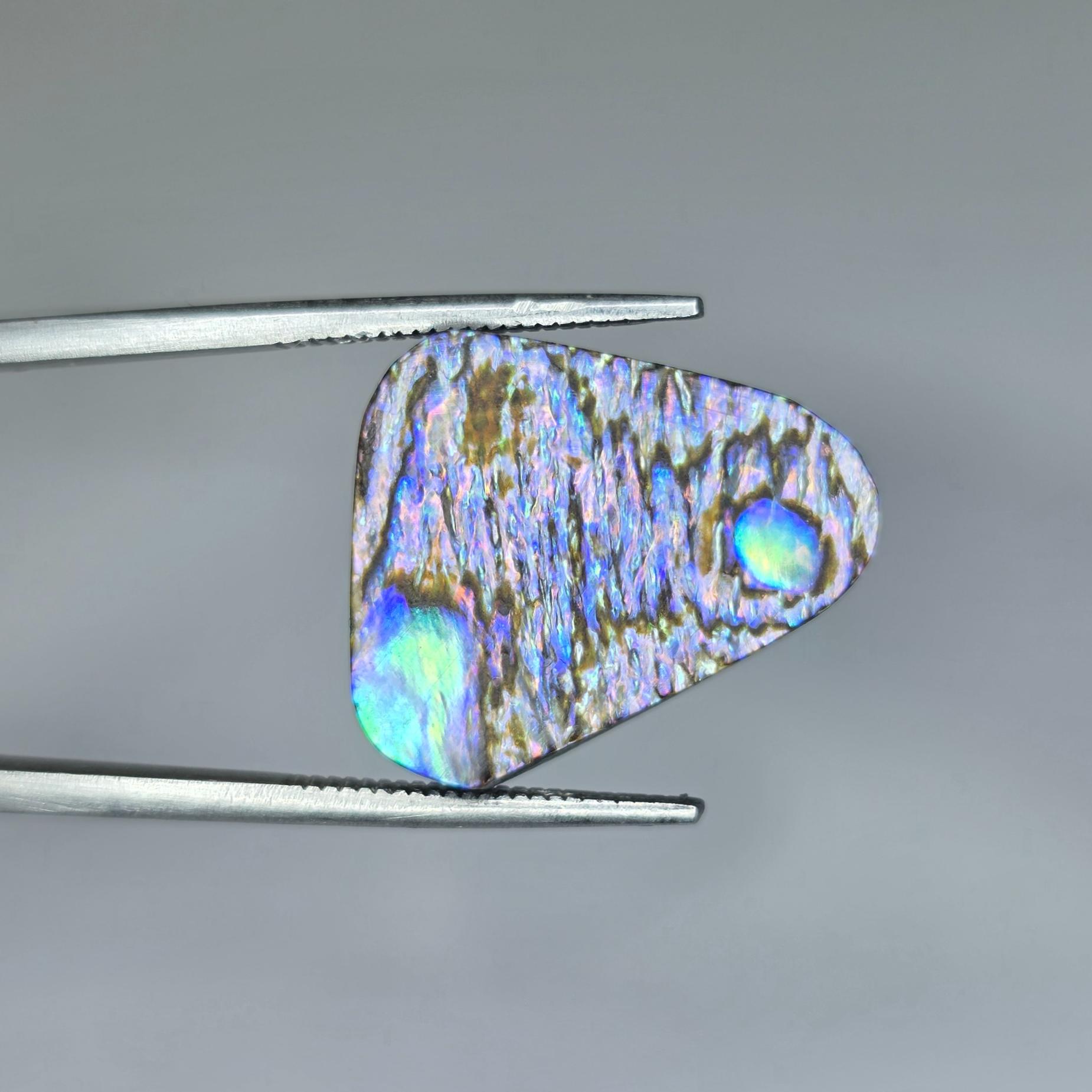 صدف آبالون 7 رنگ استرالیا 100% طبیعی بدون بهسازی