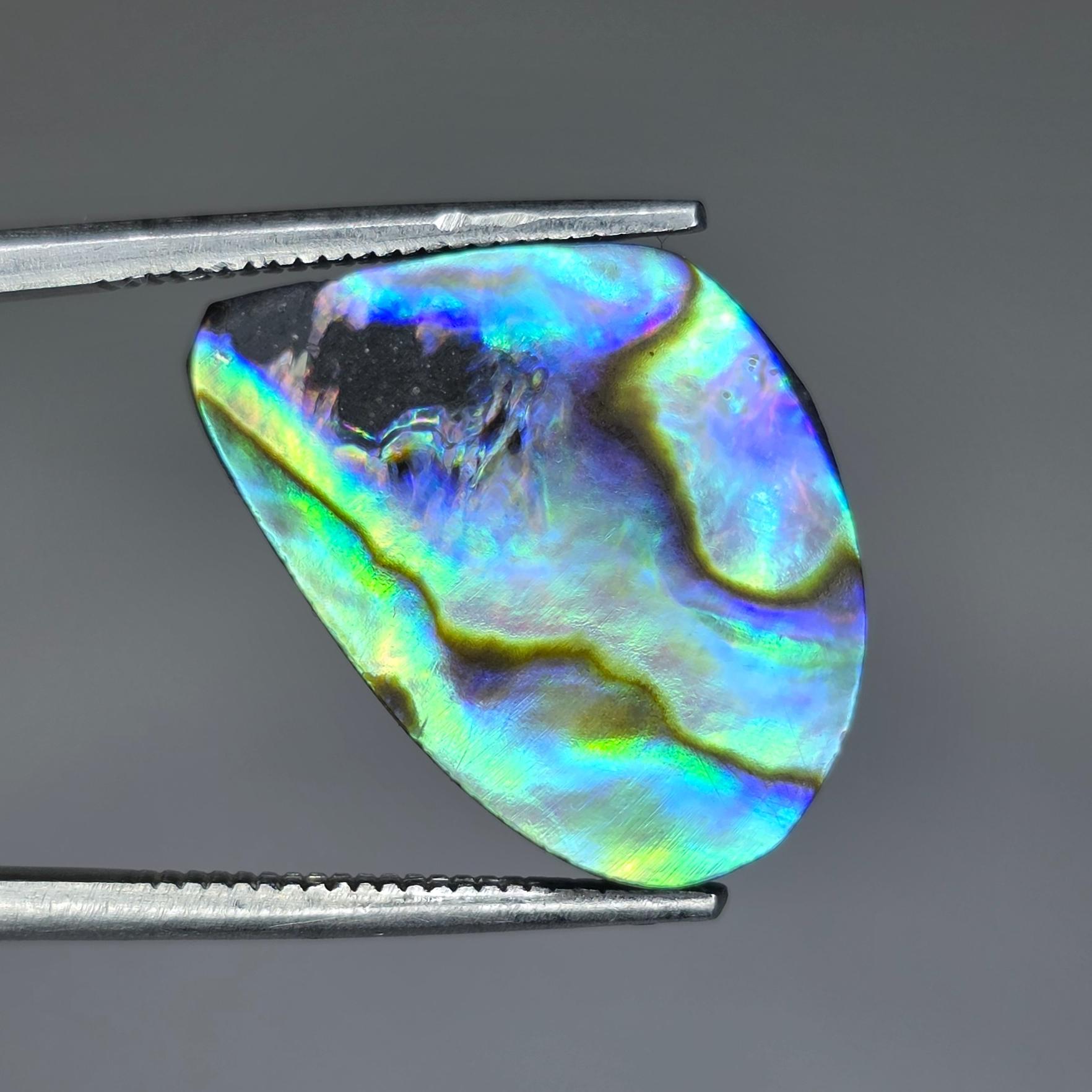 صدف آبالون 7 رنگ استرالیا 100% طبیعی بدون بهسازی