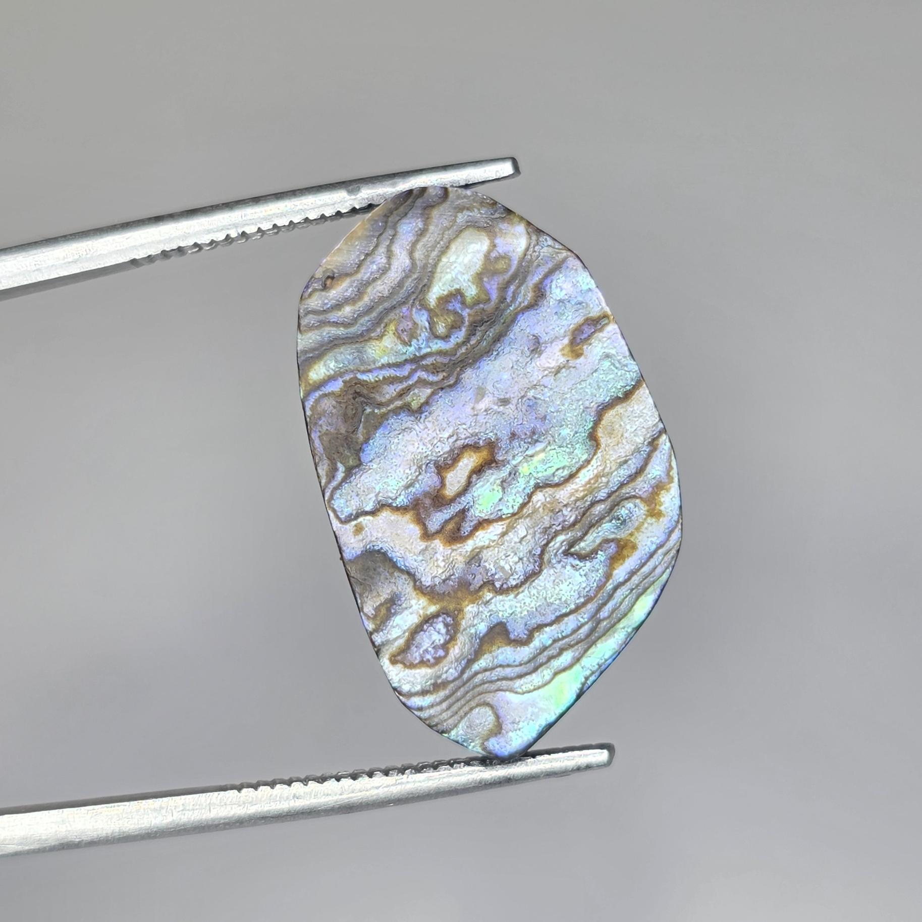 صدف آبالون 7 رنگ استرالیا 100% طبیعی بدون بهسازی