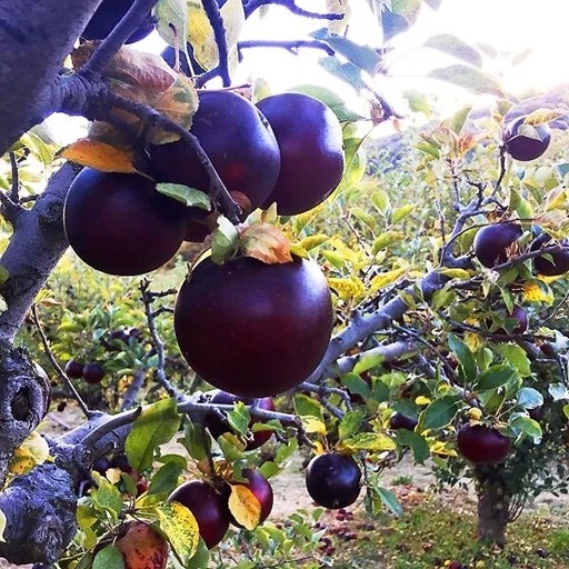 4 عدد بذر سیب سیاه ارگانیک - Arkansas Black Apple