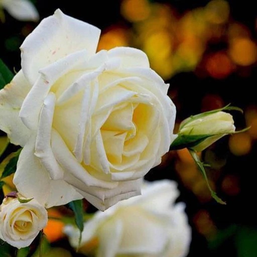 5 عدد بذر واقعی رز سفید صد پر کمیاب