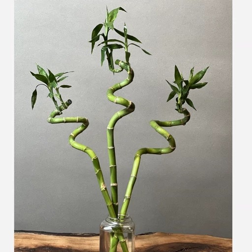 2 عدد  بذر وارداتی بامبو  زینتی -  Bamboo