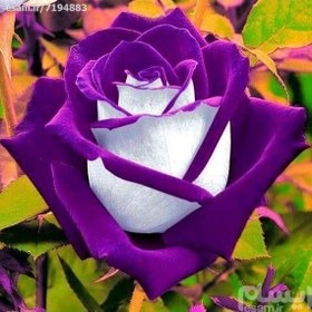 5 عدد بذر واقعی رز سفید با حاشیه بنفش